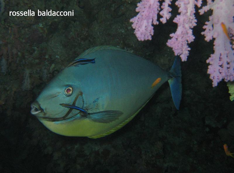 Maldive (atolli di Male Nord e Male Sud)